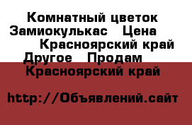 Комнатный цветок Замиокулькас › Цена ­ 1 800 - Красноярский край Другое » Продам   . Красноярский край